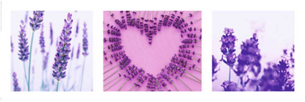 Blumen - Slim-Poster - Lavendel