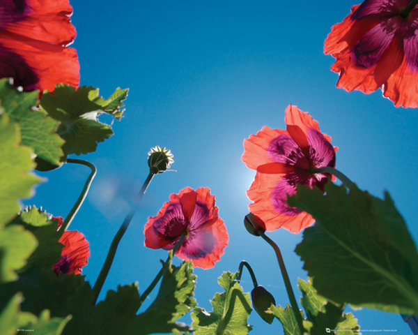 Blumen - Mini-Poster - Poppies Sky