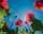 Blumen - Mini-Poster - Poppies Sky
