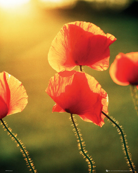 Blumen - Mini-Poster - Poppies Glow
