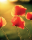Blumen - Mini-Poster - Poppies Glow