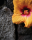 Blumen - Mini-Poster - Flowers Stone Wall