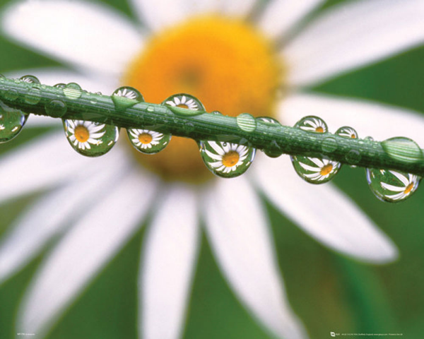 Blumen - Mini-Poster - Daisy Dew