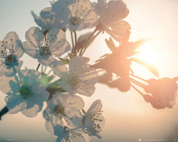 Blumen - Mini-Poster - Blossom Sun