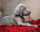Hunde - Mini-Poster - Puppy Red Blanket