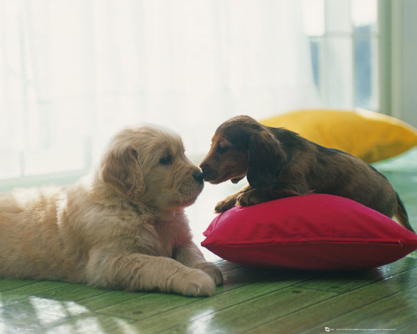 Hunde - Mini-Poster - Puppy Kiss