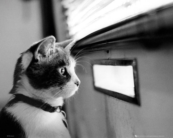 Cats - Mini-Poster - Kitten Letterbox