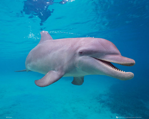 Dolphins - Mini-Poster - Underwater