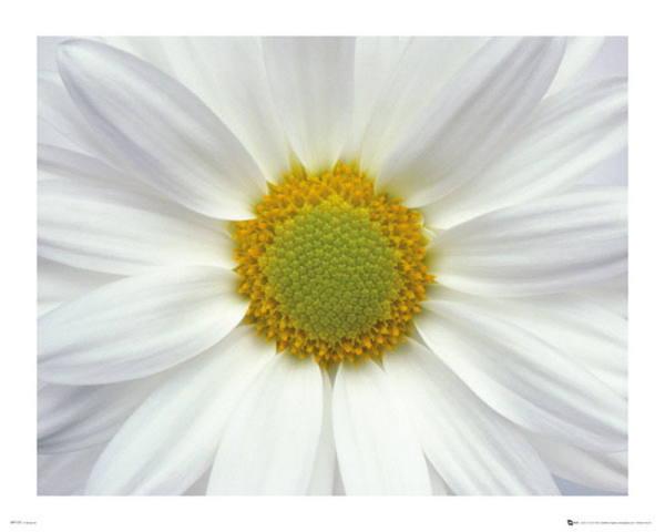 Blumen - Mini-Poster - Daisy Blossom
