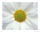 Blumen - Mini-Poster - Daisy Blossom