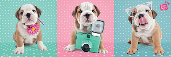 Studio Pets - Slim-Poster - Bulldog Triptych