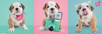 Studio Pets - Slim-Poster - Bulldog Triptych
