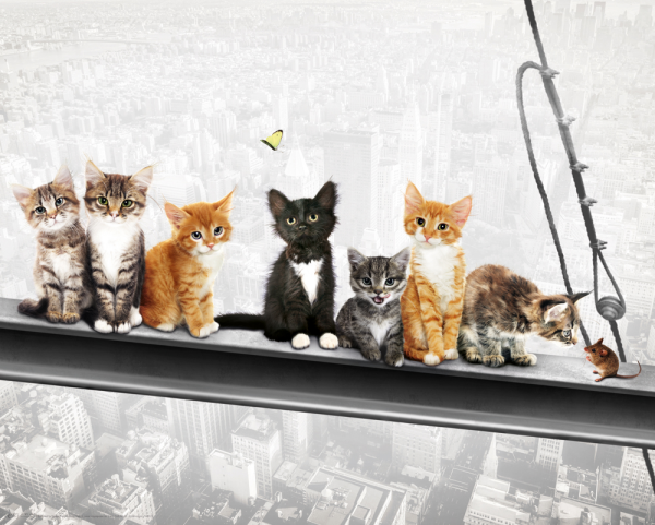 Katzen auf Stahlträger - Mini-Poster - New York Kittens