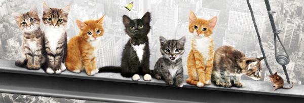 Katzen auf Stahlträger - Türposter - New York Kittens