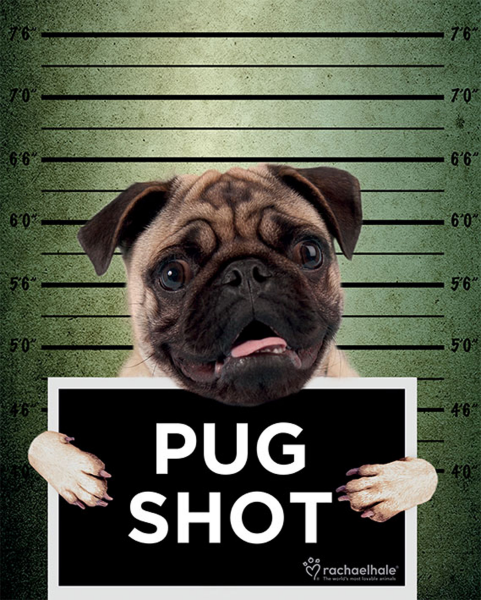 Hale, Rachael - Mini-Poster - Pug Shot Banjo