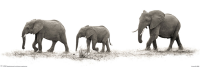 Moreno, Mario - Slim-Poster - The Elephants