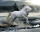 Langrish, Bob - Mini-Poster - Horse Snow