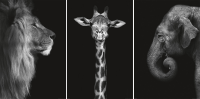 Wildlife - Poster 3er Set - Löwe, Giraffe und Elefant