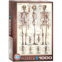 1000 Teile Puzzle - Puzzle - Das menschliche Skelett