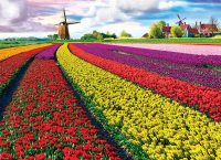 1000 Teile Puzzle - Puzzle - Tulpenfeld in Holland