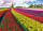 1000 Teile Puzzle - Puzzle - Tulpenfeld in Holland