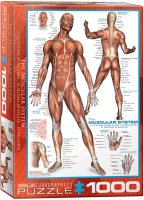 1000 Teile Puzzle - Puzzle - Anatomie - Die menschliche Muskulatur