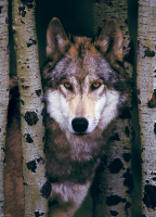 1000 Teile Puzzle - Puzzle - Wilde Natur Grauer Wolf