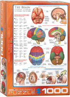 1000 Teile Puzzle - Puzzle - Das Gehirn Funktion Anatomie und Chirurgie