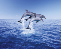 Tiere - Mini-Poster - Dolphin Trio