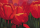 Christian - Kunstdruck - Red Time For Tulips