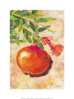 Tillmann, Günter - Kunstdruck - Granatapfel
