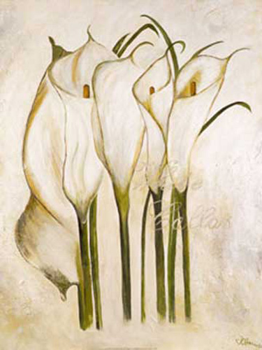 Gerstner, Heidi - Kunstdruck - White Callas