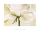 Gerstner, Heidi - Kunstdruck - White Roses II