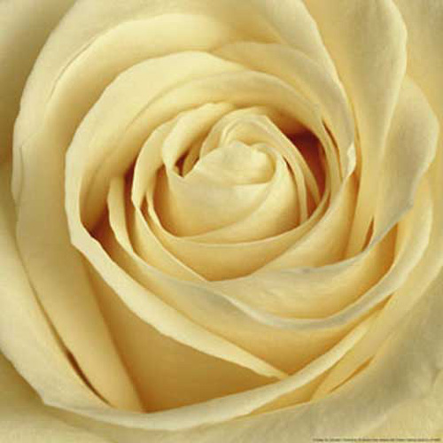 Tilk, Andrea - Kunstdruck - Marousha (creme)