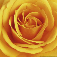 Tilk, Andrea - Kunstdruck - Autumn Dream (yellow)