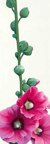 Andrew, Stephanie - Kunstdruck - Pink Hollyhock III