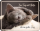Katze - Fun-Schilder - guter Tag