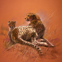 Casaro, Renato - Kunstdruck - Cheetah Mother