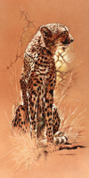 Casaro, Renato - Kunstdruck - Cheetah