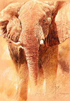 Casaro, Renato - Kunstdruck - Elefant Study
