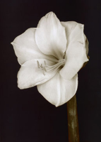 Fabregat, Prades - Kunstdruck - Bora Bora Flower II