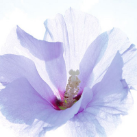 Ulmer, Ingrid - Kunstdruck - Ballerina