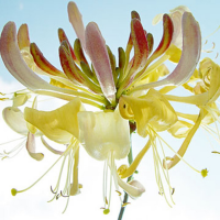 Ulmer, Ingrid - Kunstdruck - Ballet