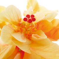 Ulmer, Ingrid - Kunstdruck - Bolero