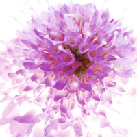 Ulmer, Ingrid - Kunstdruck - Murano