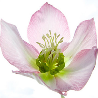 Ulmer, Ingrid - Kunstdruck - Schweben