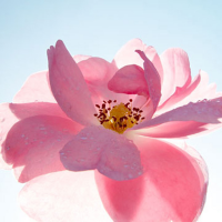 Ulmer, Ingrid - Kunstdruck - Schwingung