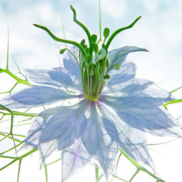 Ulmer, Ingrid - Kunstdruck - Seiltänzer blau