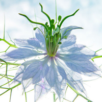 Ulmer, Ingrid - Kunstdruck - Seiltänzer blau