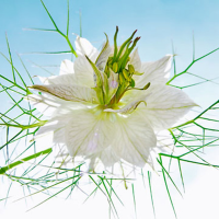 Ulmer, Ingrid - Kunstdruck - Seiltänzer weiß